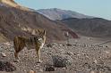 15 death valley, coyote